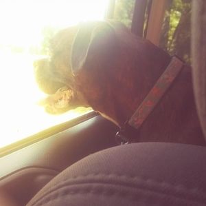 Meet your Posher, Joey